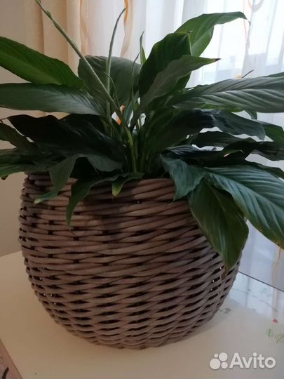 Кашпо для цветов