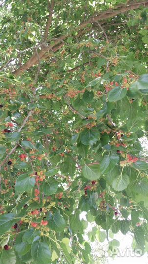 Шелковица - вкуснейшая ягода