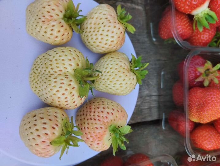 Клубника Бьянка Фрагола