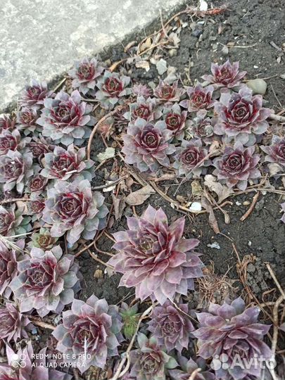 Суккуленты, каменная роза
