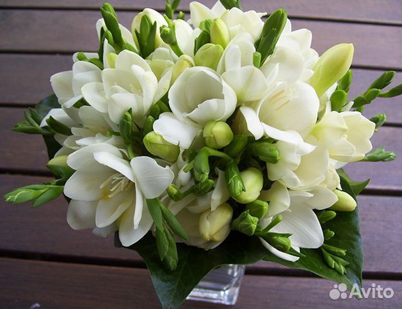 Гиацинты,30 сортов тюльпаны,лютики и др на посадку