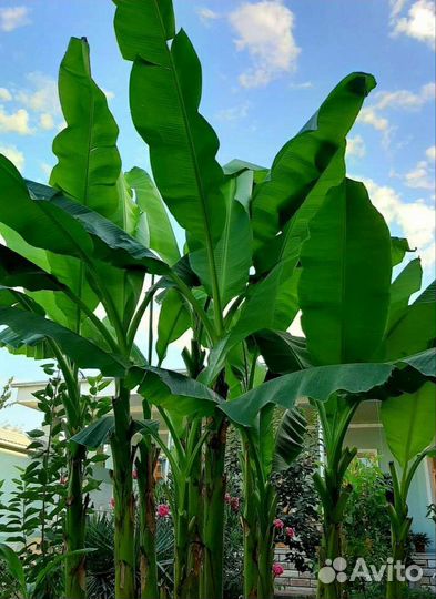 Банан уличный