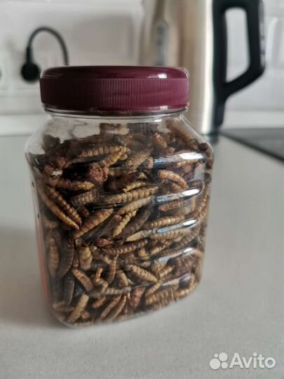 Смесь насекомых Little One