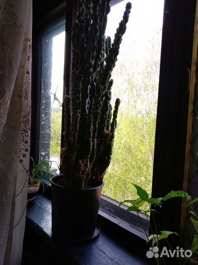 Кактус молочай