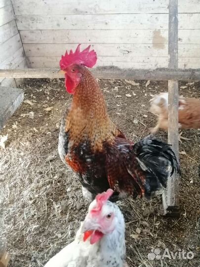 Петух или обмен на курицу