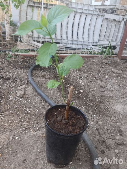 Саженцы декоративных растений