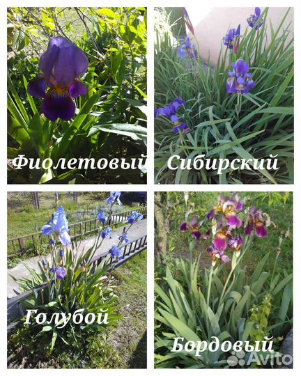 Ирисы