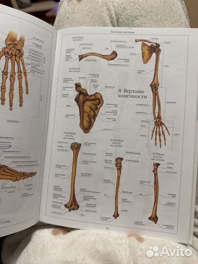 Атлас анатомии человека белый город