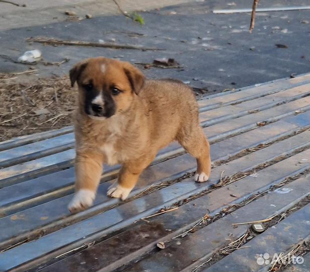 Щенок в добрые руки бесплатно