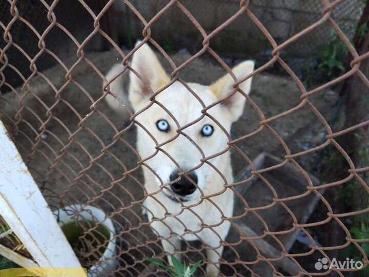 Очень добрая, метис хаски,молоденькая