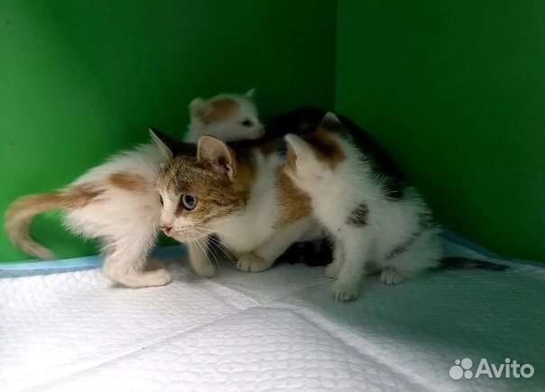 Кошка и котята