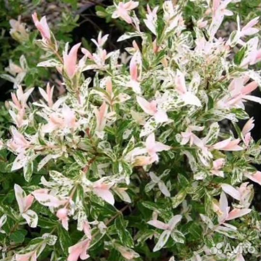 Ива цельнолистная Хакуро-Нишики