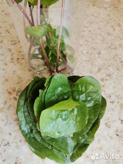 Базелла (малабарский шпинат), бегонии и др