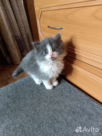 Котенок в добрые руки