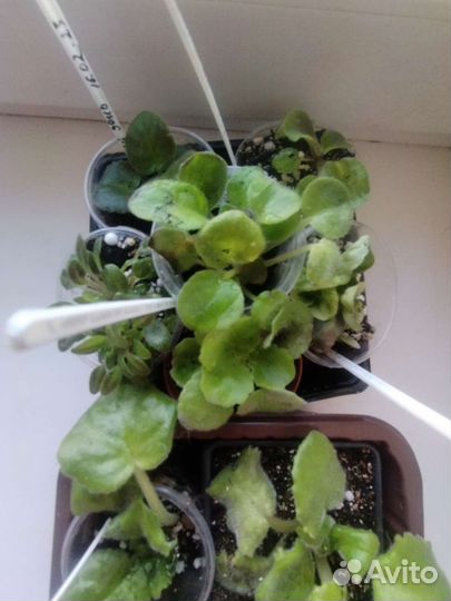 Детки сортовых фиалок