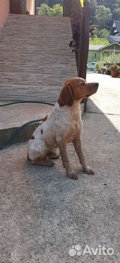 Эпаньоль бретон,кобель для вязки, три года