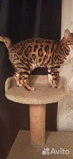 Бенгальский кот