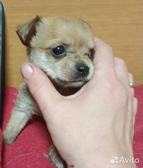 Крошкин