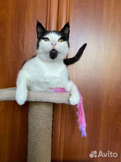 Красивая и умная кошечка ждёт своего человека