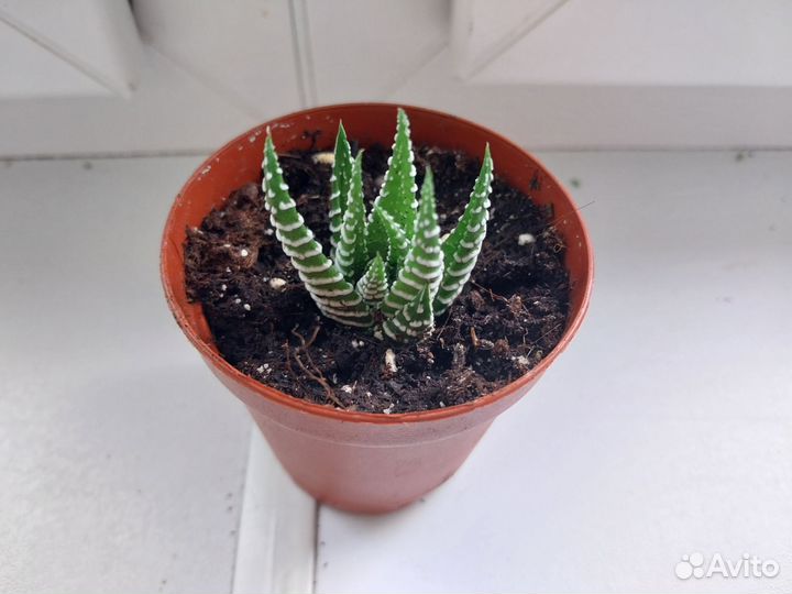 Суккуленты разные