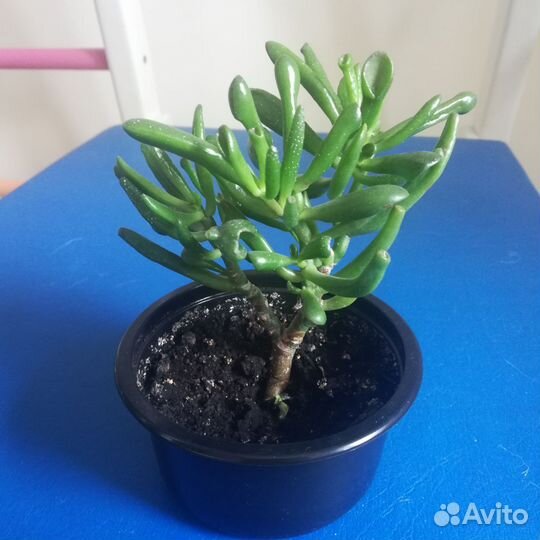 Крассула хоббит