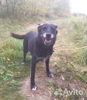 Лола старается не грустить в приюте. Помогите