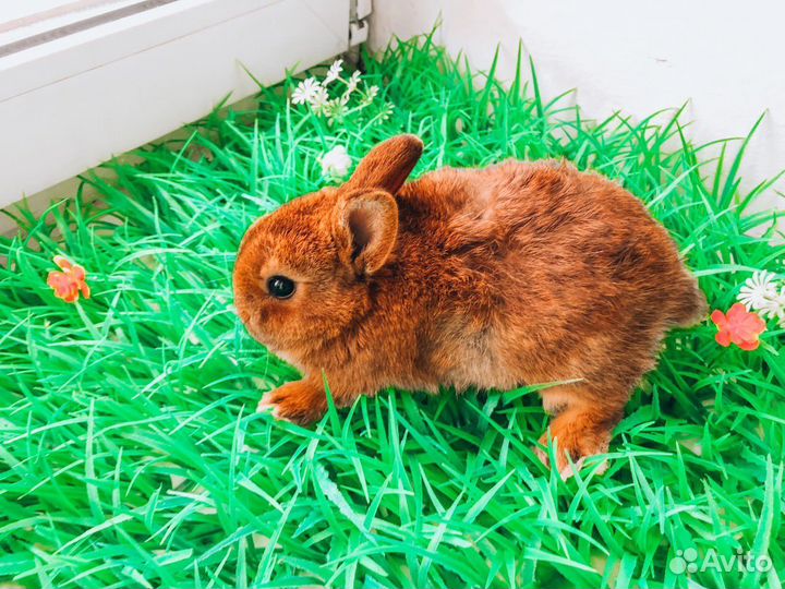 Мини карликовый кролик - редкий