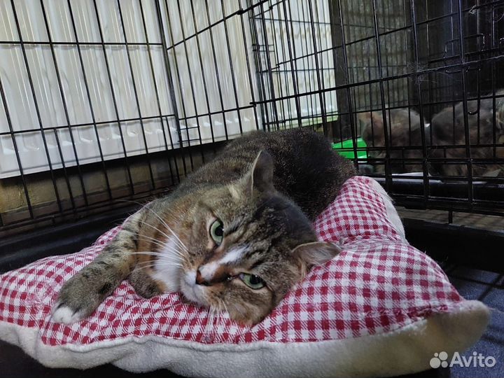 Не дают шанса