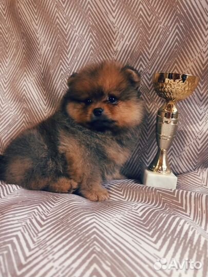 Рыжая класска