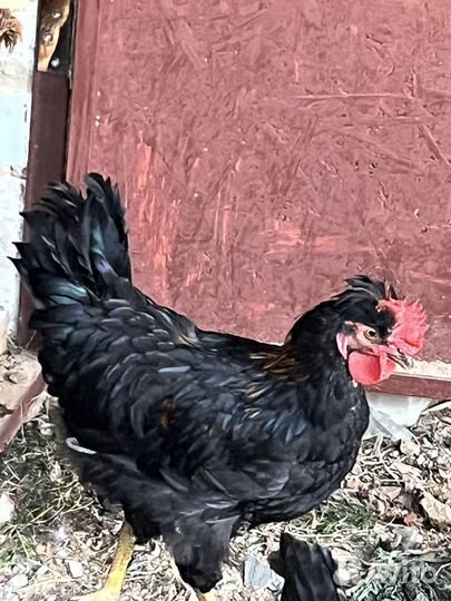 Петух молодой