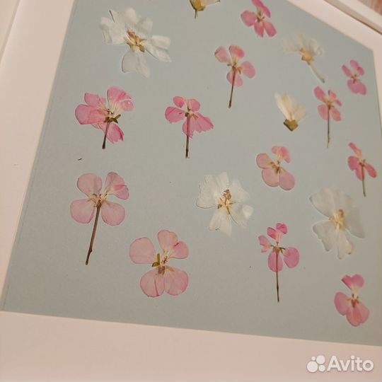 Гербарий в рамке