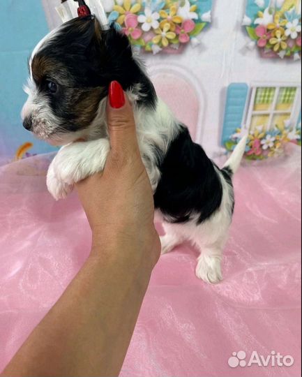 Мини Мини Стандарт