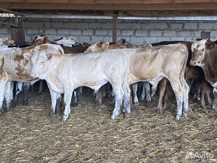 Продаются бычки