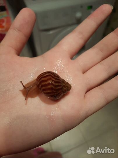 Домашняя улитка Ахатина