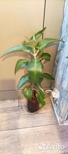 Каланхоэ лечебный, 