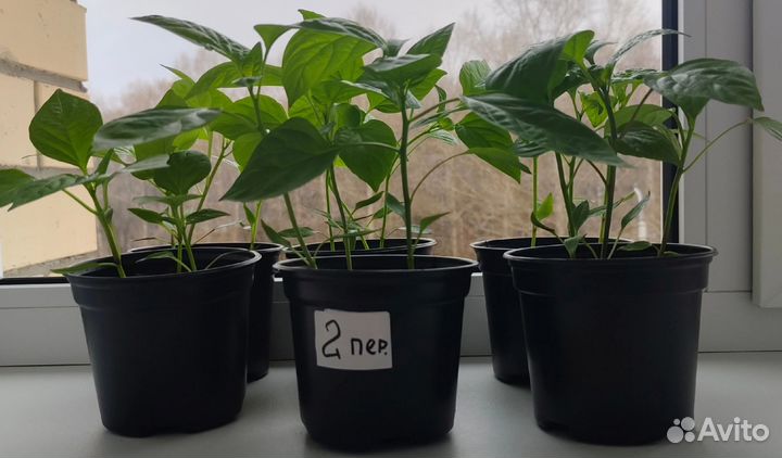 Рассада цветов и овощей