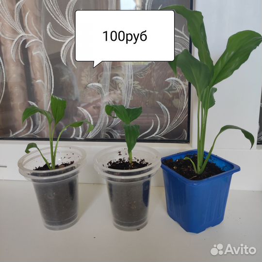 Спатифиллум