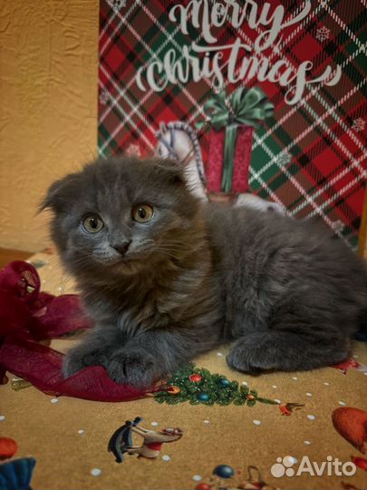 Шотландская