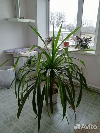 Панданус комнатные цветы