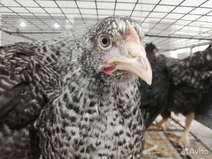 Куры Доминант - несушка - молодки - петух