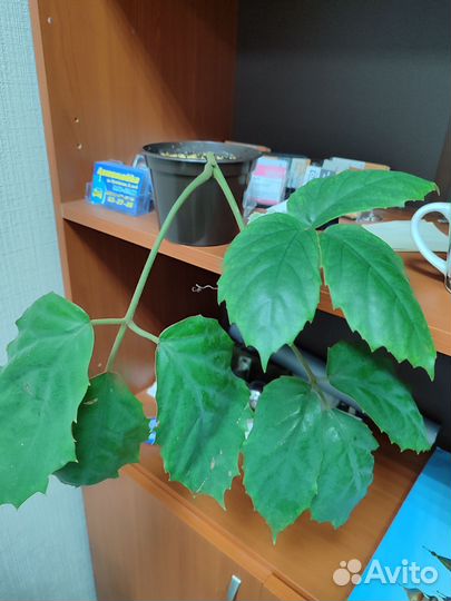 Тетрастигма Вуанье