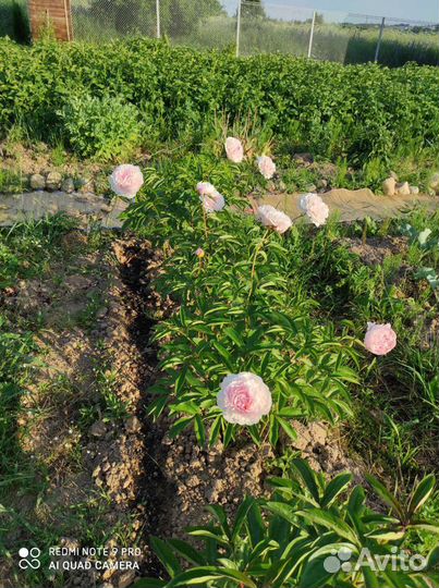 Пион Лавендер букет