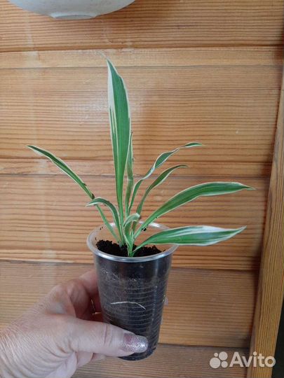 Хлорофитум хохлатый