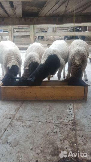 Бараны дорпер