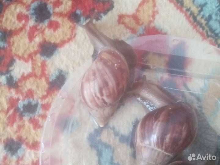 Улитки ахатины