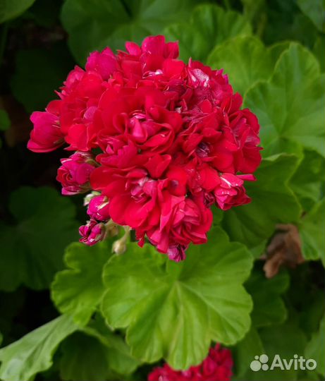 Розебудная герань plum rambler черенки