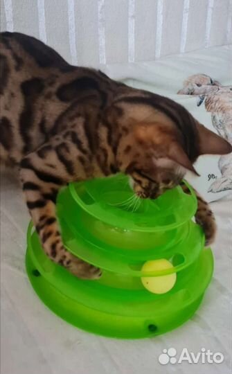 Игрушка для кошек 