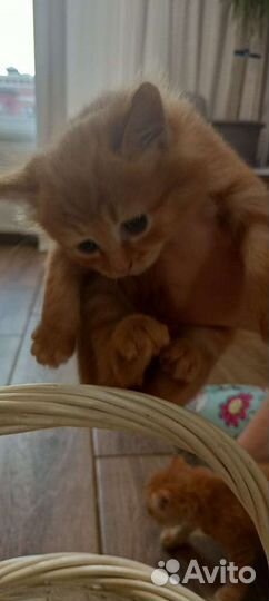 Котята в добрые руки бесплатно