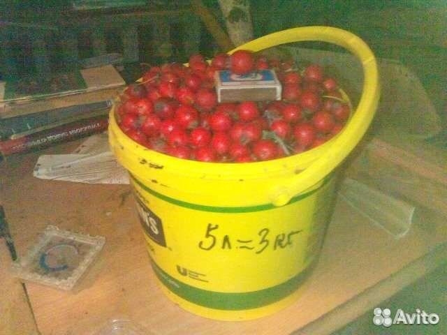 Саженцы боярышника и ягоды. Живая изгородь