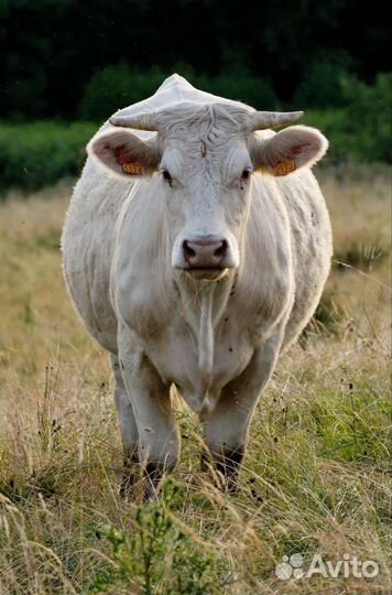 Бычки и быки 1 год